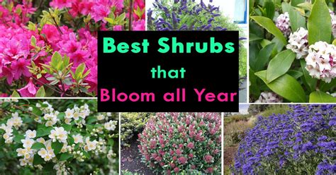 Shrubs that Bloom All Year | Year Round Shrubs According to Season ...