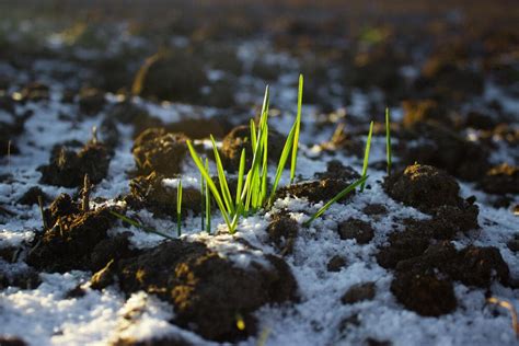 Antarctic Hair Grass: Turkish Scientists Seek to Develop Cold-Resistant Wheat | Al Bawaba