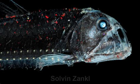 Sloane's viperfish (Chauliodus sloani) | adriaticnature