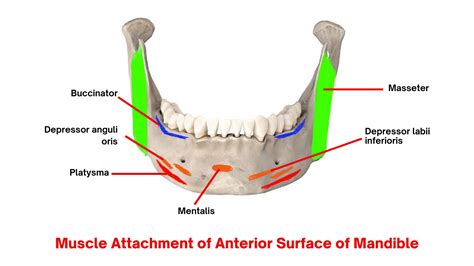 The Mandible: : Anatomy, Foramina, Muscle attachments, Ossification ...