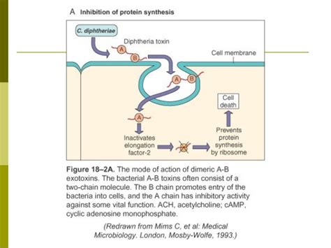 Mechanism of pathogenicity-Exotoxin and endotoxin