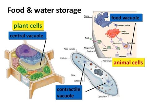 Vacuoles and Lysosomes