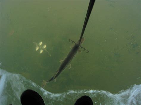 Pike Spearing: How to Spear the Biggest Pike of your Life | Outdoor Life