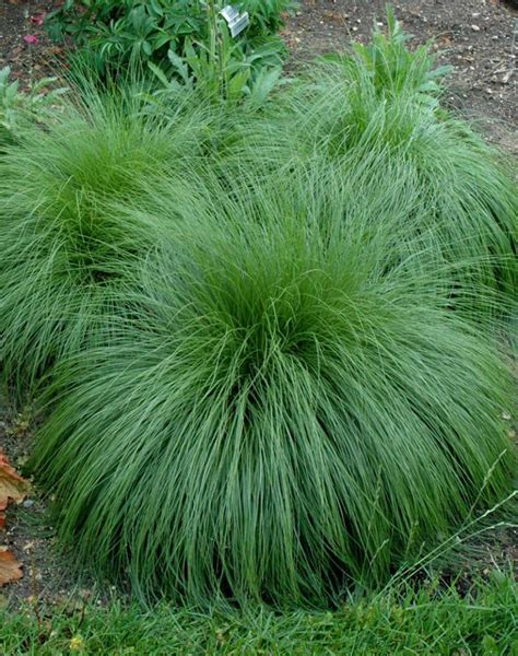 Prairie Dropseed Grass - Jeffries Nurseries