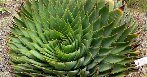 Plant Spiral Designs Still Unexplained | Evolution News