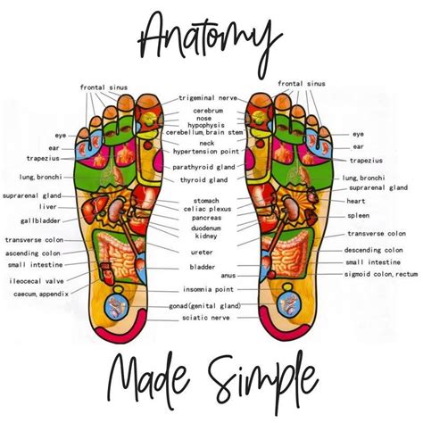 Reflexology | Reflexology foot chart, Reflexology chart, Foot reflexology