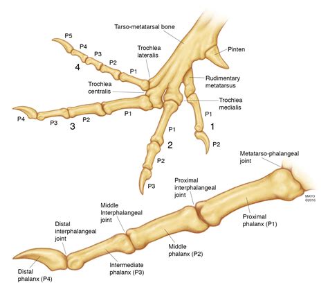 Turkey Neck Anatomy - Anatomical Charts & Posters