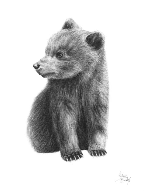 Realistic Bear Cub Drawing