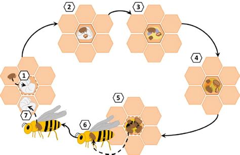 1 – Single mite reproduction in Varroa Figure illustrating the life ...