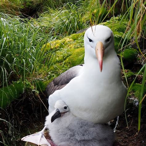 Beautiful black browed albatross a focus on Macquarie Island ...