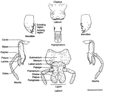 Biology: Insect evolution