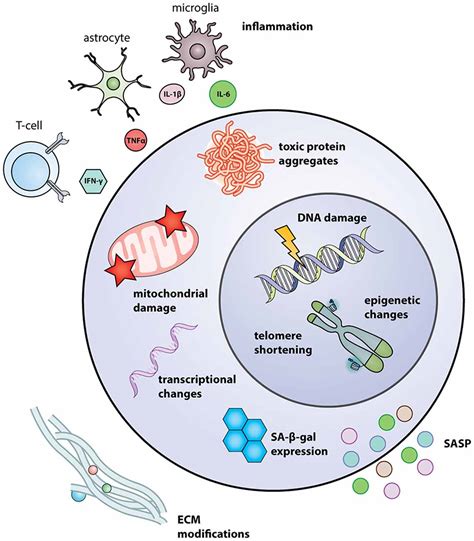 Frontiers | Stem Cells of the Aging Brain