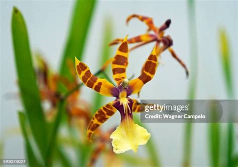 111 Miltonia Orchid Stock Photos, High-Res Pictures, and Images - Getty ...