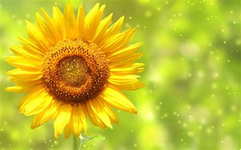 Animated Laptop Backgrounds with Close Up Sunflower Photo | Sunflower ...