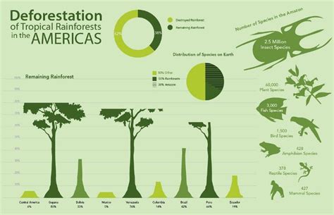 Deforestation Infographic | DEFORESTATION | Pinterest