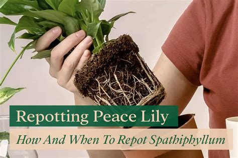 Repotting Peace Lily: How And When To Repot Spathiphyllum | Bloomsprouts (2022)