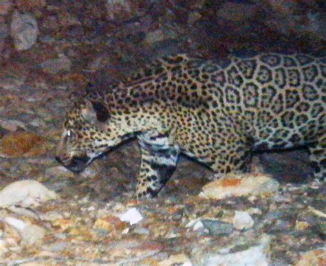 Rare jaguar seen roaming Southern Arizona mountains - CBS News