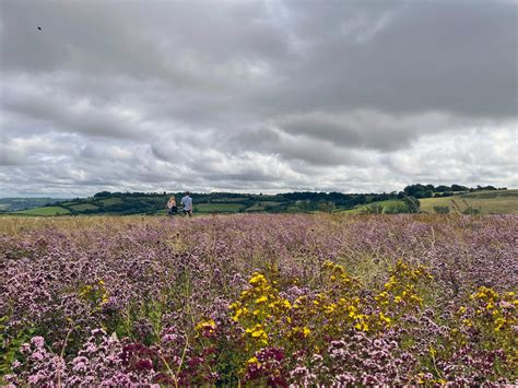 A grand day out with Emorsgate Seeds - Vertical Meadow