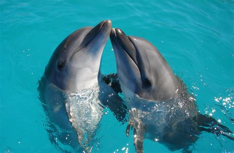 Unlocking the Secrets of Dolphin Eyes: What You Need to Know