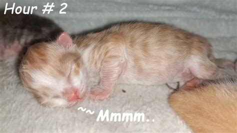 Two hours after birth. A newborn kitten meows loudly, Mother Cat is ...