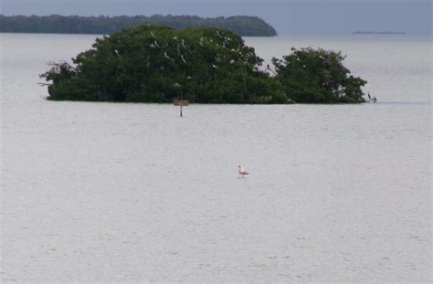 Flamingos in Florida: Back for good? 101 counted in the wild