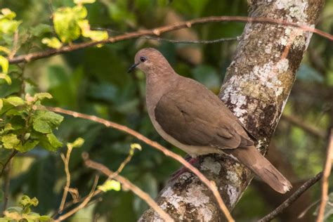 White-tipped Dove – Bird Pictures