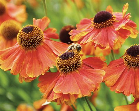 Types of helenium: 16 vibrant varieties for pots and borders | Gardeningetc