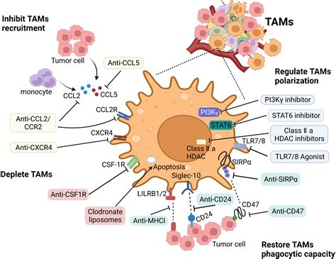 The Roles and Targeting of Tumor-Associated Macrophages