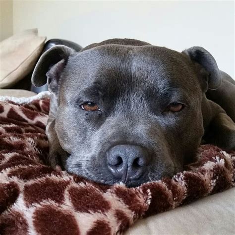 English Staffy. Male. Blue. 6 years. Storm. | Staffy dog, Blue staffy ...