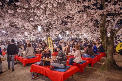 Cherry Blossoms in Kyoto: Best Spots & Festivals 2024 | JRailPass