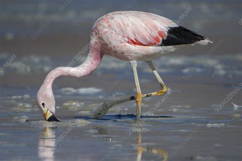 Andean flamingo foraging on shore - Stock Image - C058/8403 - Science ...