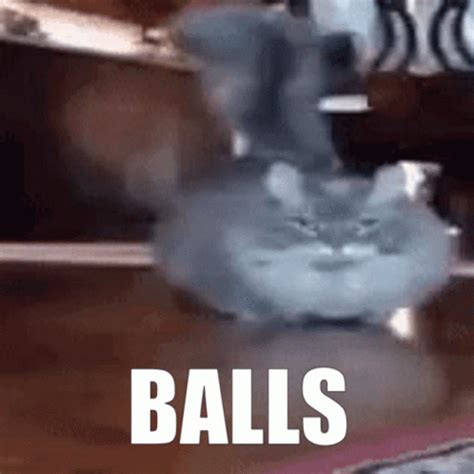 Cat Balls GIF - Cat Balls - Discover & Share GIFs