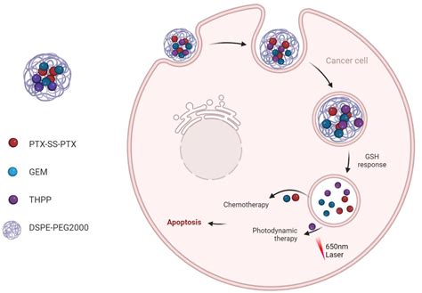 Pharmaceutics | Free Full-Text | Co-Delivery of Paclitaxel Prodrug ...