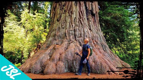 GIANT Redwoods of Northern California - YouTube