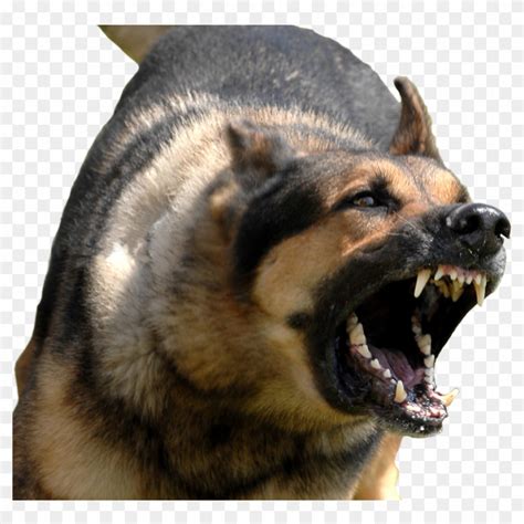 Angry Dog Png With Transparent Background - Angry Dog Transparent ...