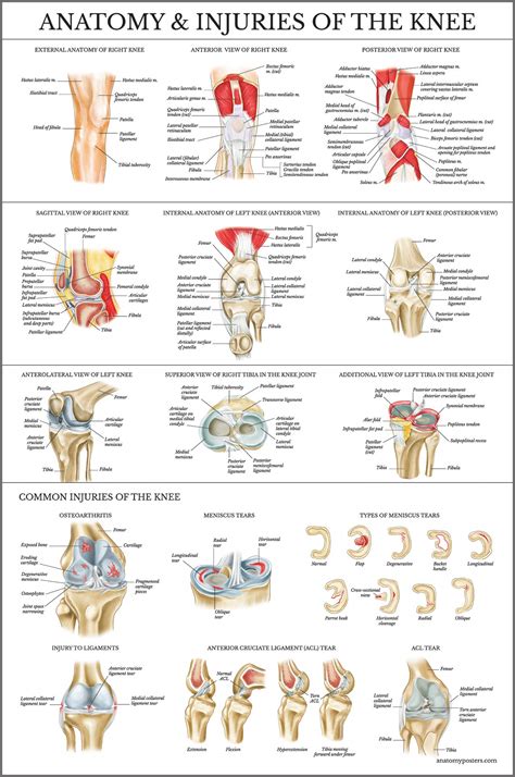 2 Pack - Anatomy and Injuries of The Knee & Shoulder Poster Set - Anatomical Chart Set ...