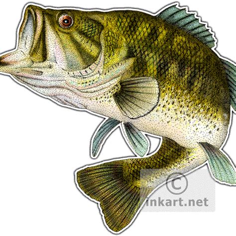 Fishing clipart largemouth bass, Fishing largemouth bass Transparent FREE for download on ...