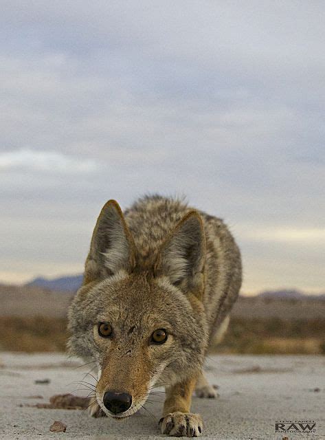 coyotes | Coyote animal, Animals beautiful, Wild dogs