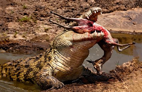 Nile Crocodile with Prey Mara : r/natureismetal