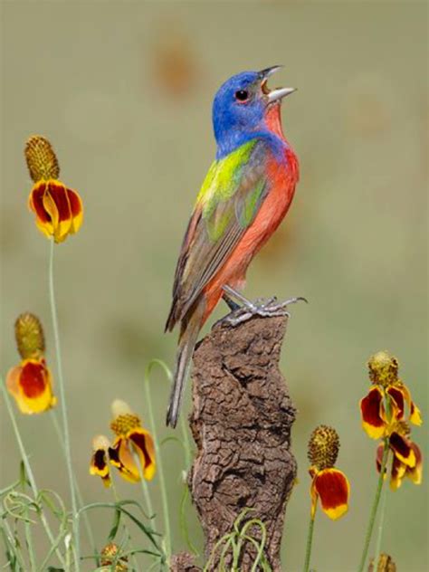 Painted Bunting, Passerina ciris, a cardinal // birdcapemay.org Exotic Birds, Colorful Birds ...