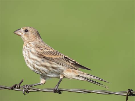 House Finch - Project-Nature