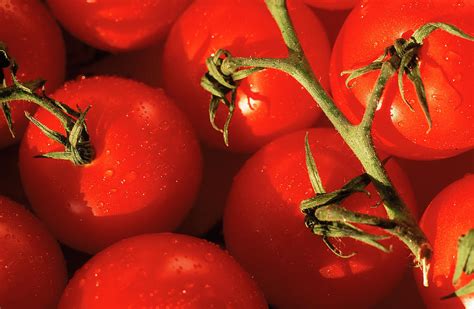 Tomatoes On Vine Photograph by Mitch Diamond - Fine Art America