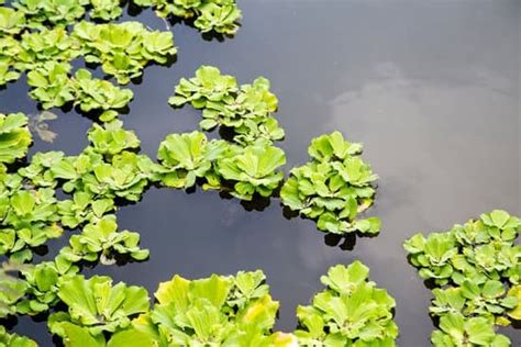 Duckweed Edible For Humans: Are All Duckweed Edible?