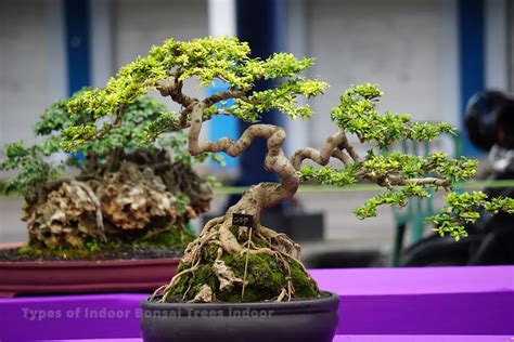 Top 5 Types Of Bonsai Trees Indoor: Transform Your Space