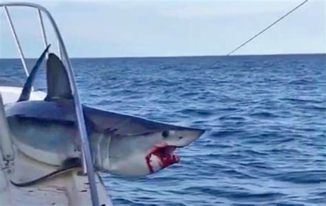 Watch What Happens When This Shark Jumps in a Boat and Gets Caught in ...