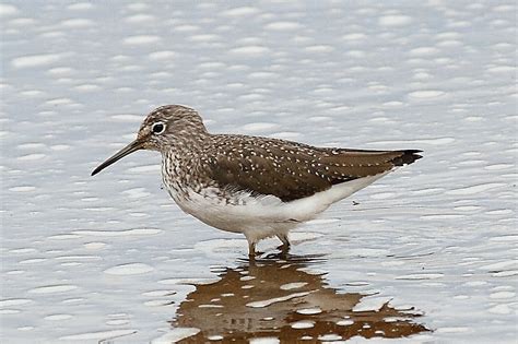 Colyton Wildlife: Great birds, lots of pics (Axe Estuary)