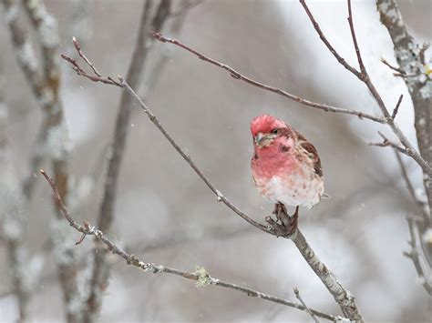 Purple Finch Nesting (All You Need To Know) | Birdfact