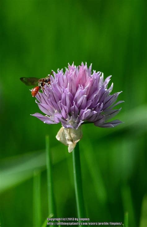 Chives: Plant Care and Collection of Varieties - Garden.org