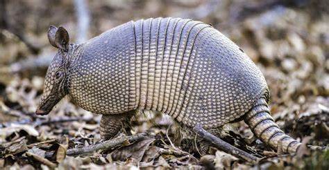 How to ward off those pesky armadillos | Oklahoma State University