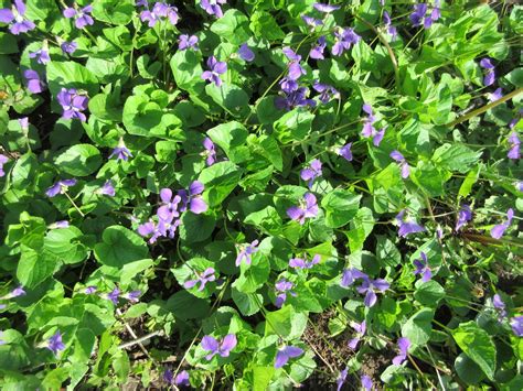 Marlene's Space: Gardening Update: Wild Violets or Creeping Charlie?